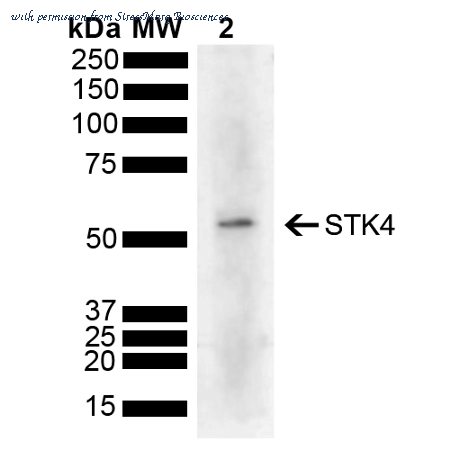 StressMarq Biosciences SPC-794D ͼ 1