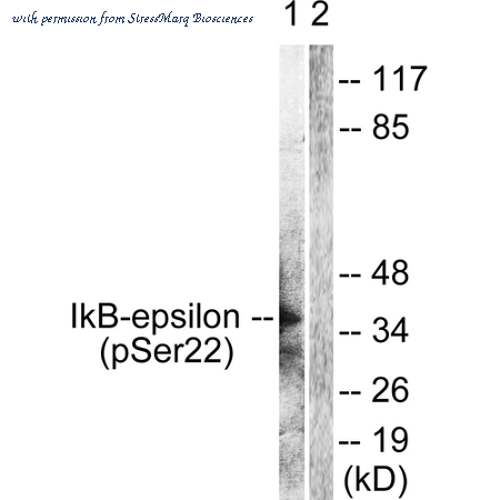 StressMarq Biosciences SPC-1392D image 1