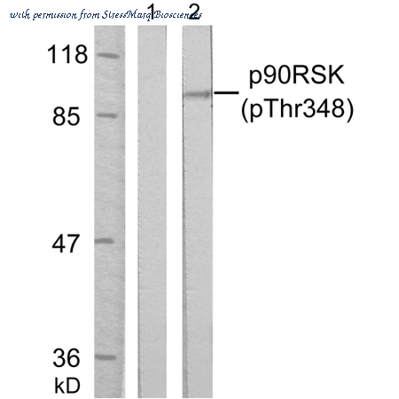 StressMarq Biosciences SPC-1414D image 1