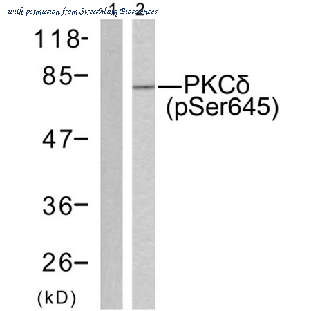 StressMarq Biosciences SPC-1417D image 1
