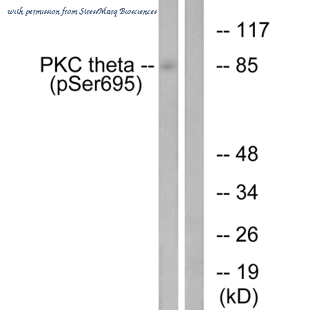 StressMarq Biosciences SPC-1419D image 1
