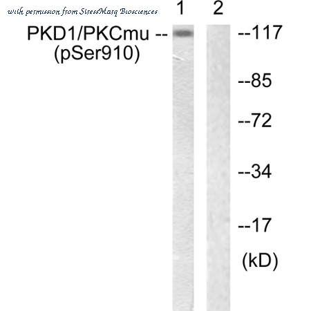 StressMarq Biosciences SPC-1421D image 1