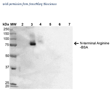 StressMarq Biosciences SMC-262D image 1