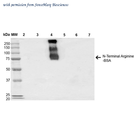 StressMarq Biosciences SMC-263D ͼ 1