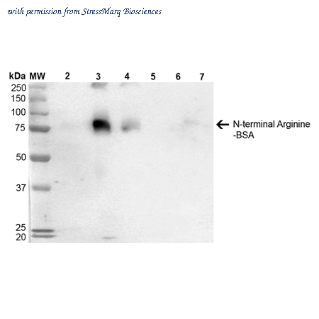 StressMarq Biosciences SMC-264D ͼ 1