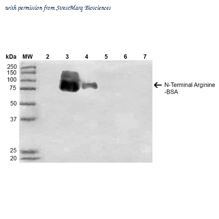 StressMarq Biosciences SMC-265D image 1