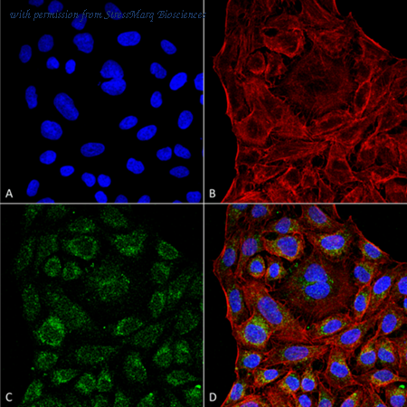 StressMarq Biosciences SMC-266D image 1