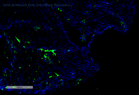 StressMarq Biosciences SMC-500D image 1