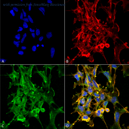 StressMarq Biosciences SMC-501D image 1