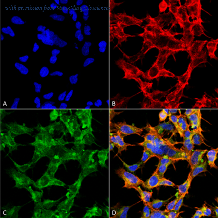 StressMarq Biosciences SMC-502D image 1