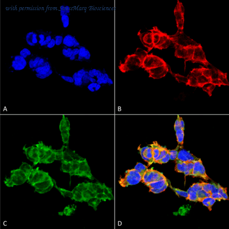 StressMarq Biosciences SMC-503D image 1
