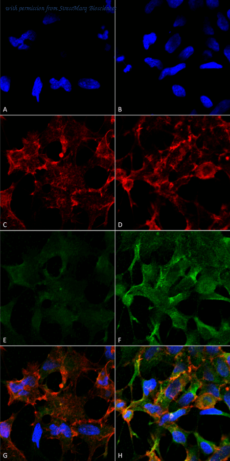 StressMarq Biosciences SMC-504 image 1