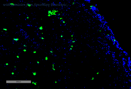 StressMarq Biosciences SMC-505D image 1