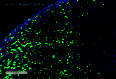 StressMarq Biosciences SMC-508D image 1