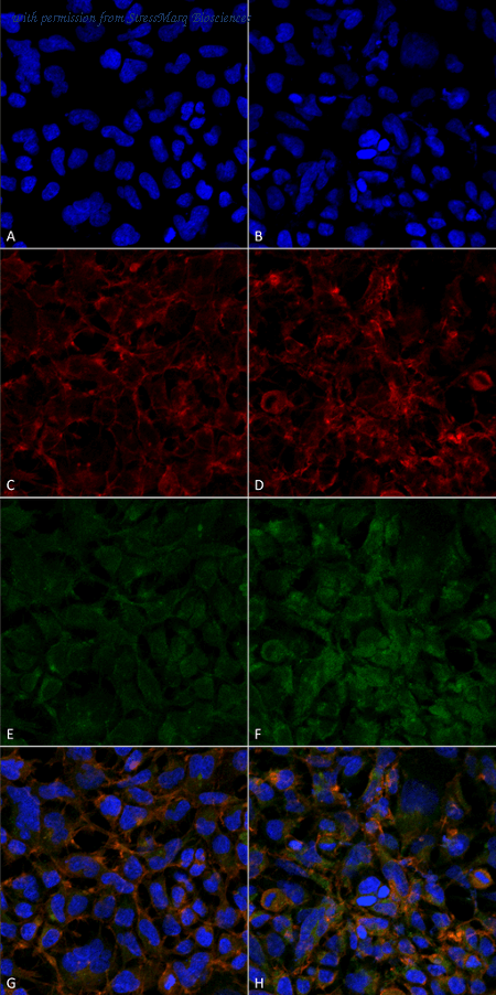 StressMarq Biosciences SMC-509 image 1