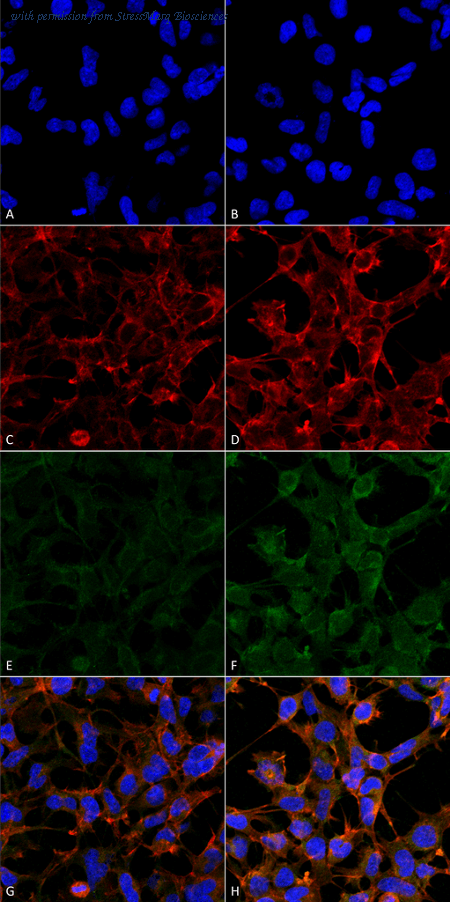 StressMarq Biosciences SMC-511 image 1
