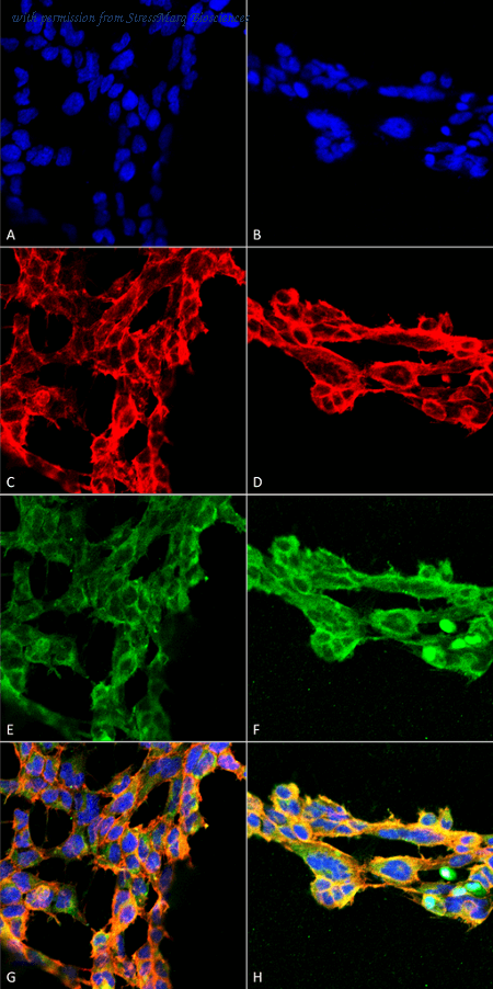 StressMarq Biosciences SMC-512D image 1