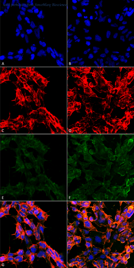StressMarq Biosciences SMC-513D image 1