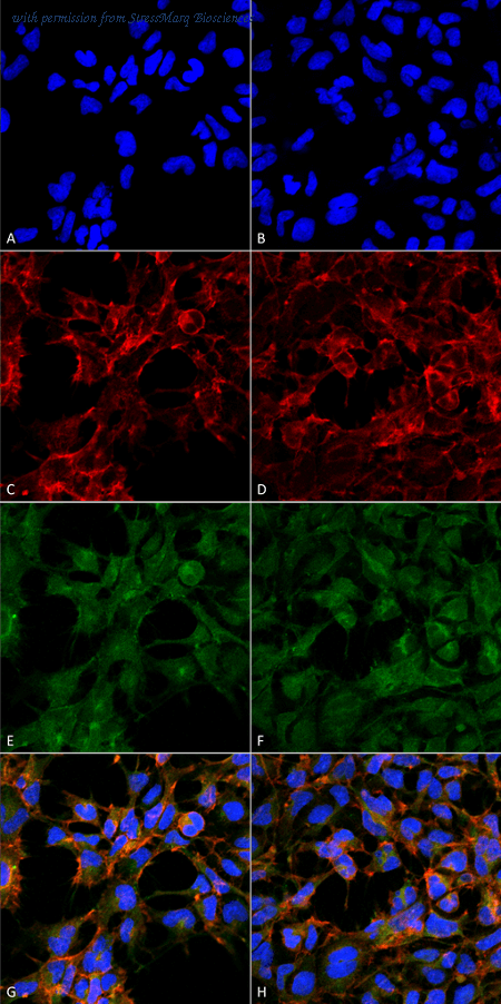 StressMarq Biosciences SMC-514D image 1