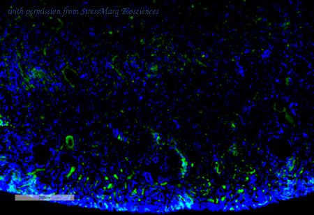 StressMarq Biosciences SMC-515D image 1