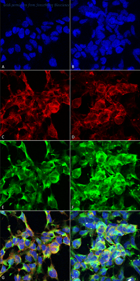 StressMarq Biosciences SMC-516D image 1