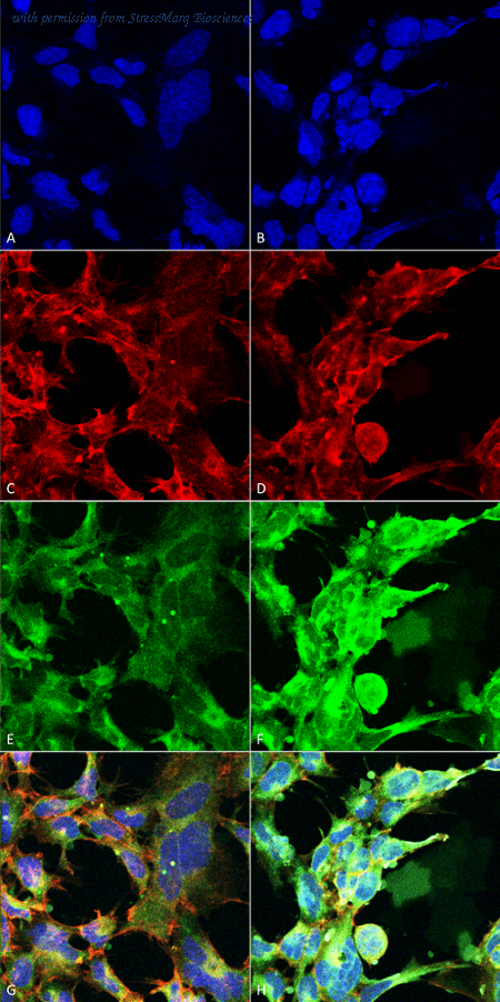 StressMarq Biosciences SMC-517 image 1