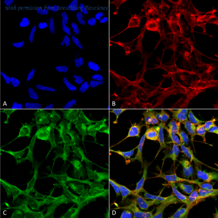 StressMarq Biosciences SMC-518D image 1