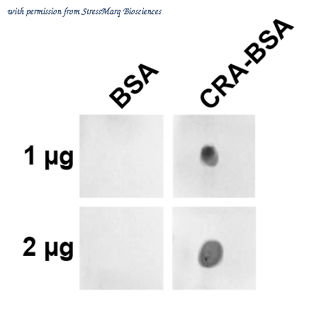 StressMarq Biosciences SMC-534 image 1