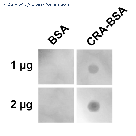 StressMarq Biosciences SMC-535D image 1