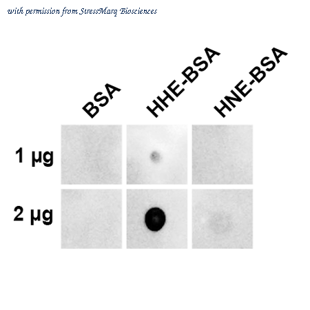 StressMarq Biosciences SMC-536 image 1