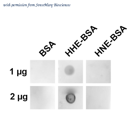 StressMarq Biosciences SMC-537D image 1