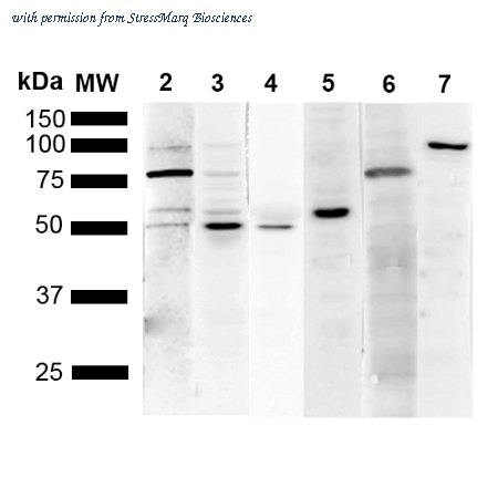 StressMarq Biosciences SMC-538D image 1