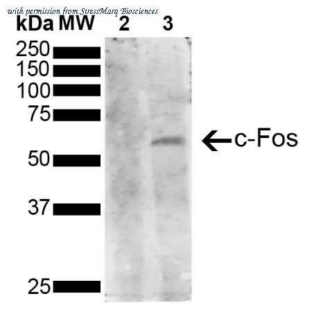 StressMarq Biosciences SMC-542D image 1