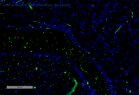 StressMarq Biosciences SMC-544D image 1