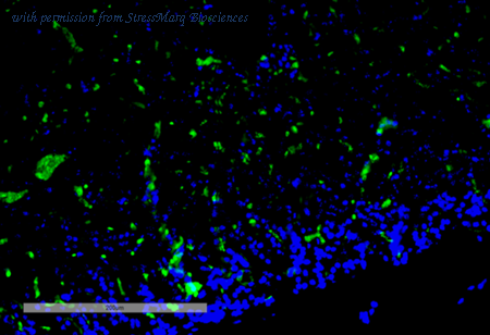 StressMarq Biosciences SMC-546D image 1