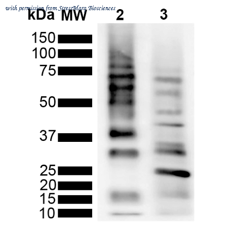 StressMarq Biosciences SMC-548 image 1