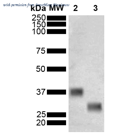 StressMarq Biosciences SMC-549 image 1