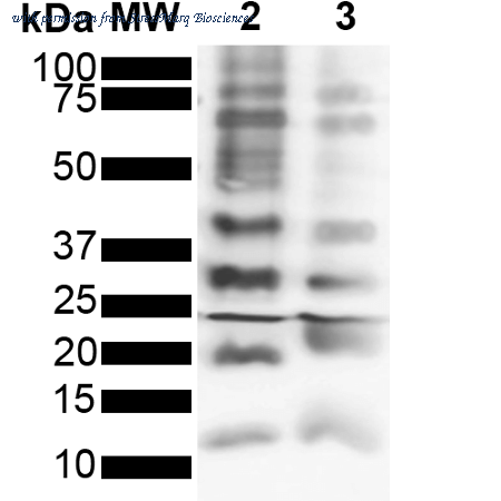 StressMarq Biosciences SMC-550 image 1