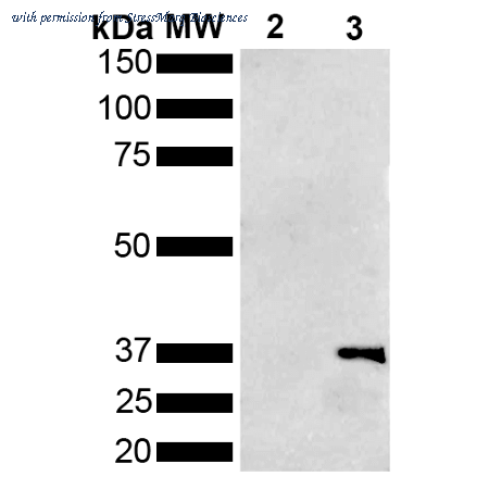 StressMarq Biosciences SMC-551 image 1