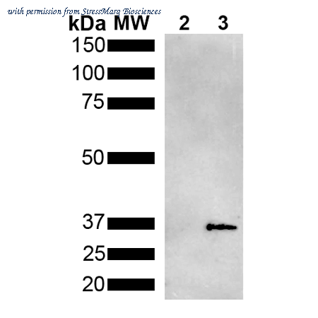 StressMarq Biosciences SMC-552 image 1
