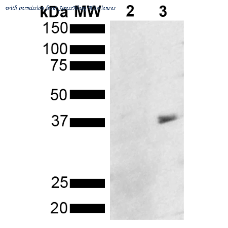 StressMarq Biosciences SMC-553 image 1