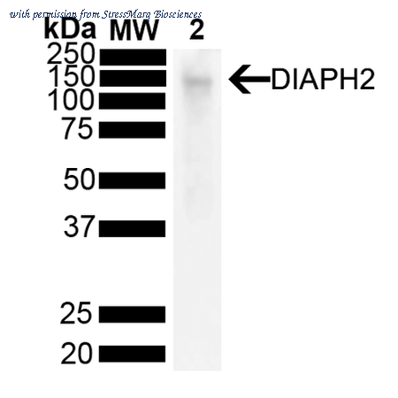 StressMarq Biosciences SMC-559D image 1
