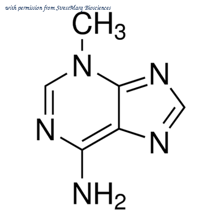 StressMarq Biosciences SIH-408-20MG image 1