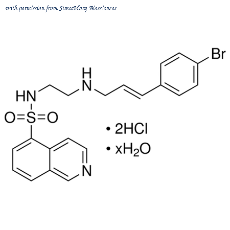 StressMarq Biosciences SIH-452-5MG image 1