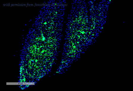 StressMarq Biosciences SMC-561 image 1