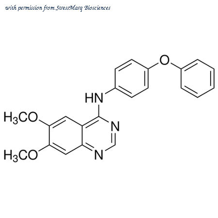 StressMarq Biosciences SIH-478 image 1