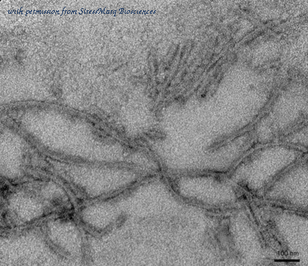 StressMarq Biosciences SPR-475B ͼ 1