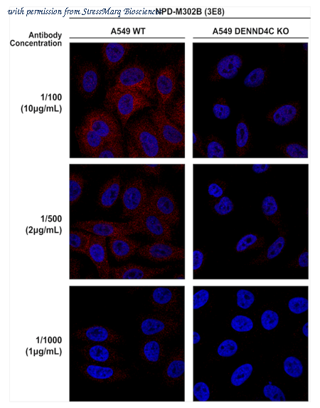 StressMarq Biosciences SMC-610 image 1