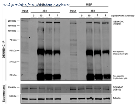 StressMarq Biosciences SMC-610 image 2