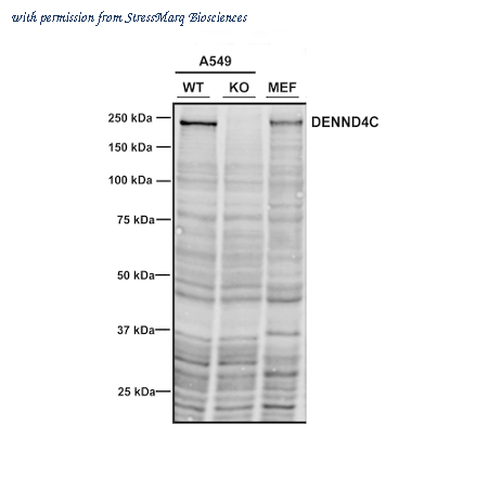 StressMarq Biosciences SMC-610 image 3